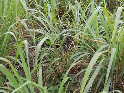 Residential Land Plot with C of O — Green Park Estate, Fidiso, Abijo, Lekki, Lagos