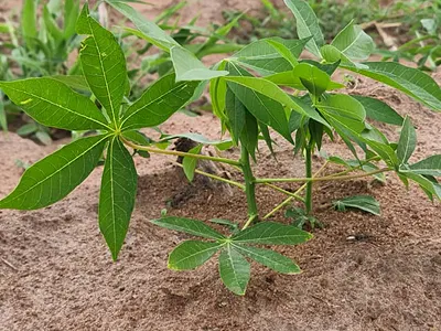 Palm and Cassava Option Farmland in Ido--Eruwa, Ibadan — Ido-Eruwa Road, Ibadan, Oyo