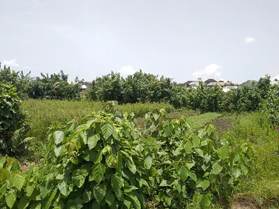 Full Plot of Land — Agunfoye Off Bayeku Road, Igbogbo, Ikorodu, Lagos