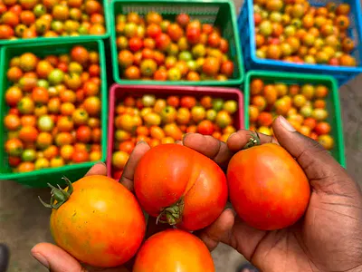 Affordable Well Managed Farmland - We Help You Farm and Your Earn — Ayireke, Odeda, Ogun