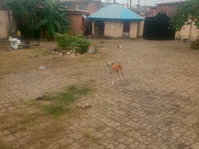 Lovely Half Plot of Land (320SQM) — Lovely Enviornment @ Islae Haruna, Off College Rd Ogba, Ogba, Ikeja, Lagos