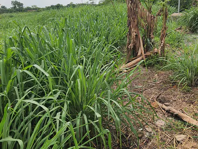 Mixed-Use Land — Papalanto- Sagamu Road, Obafemi Owode, Ogun