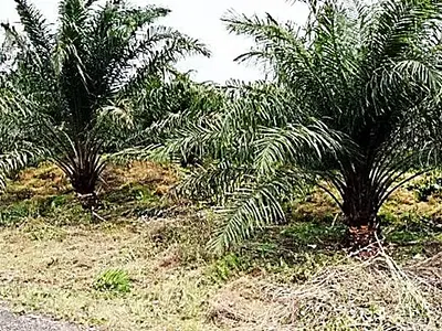 Palm Plantation — Okobo, Akwa Ibom