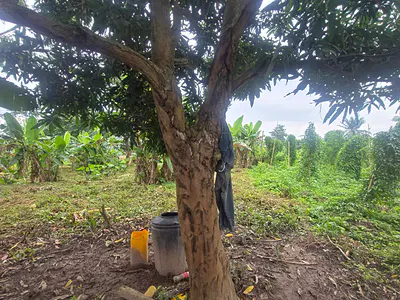 60 Acres of Land — Orisunmibare Village, Ido Town, Ibadan, Oyo
