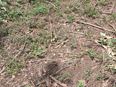 Prime Land with Genuine Documents — Lodi 1 Off Akala Expressway Ibadan, Ibadan South-West, Oyo