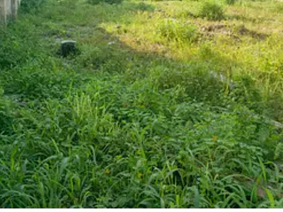 Direct Distress Sale Full Plot with Verified Doc in a Develop Estate — Ajah, Lagos