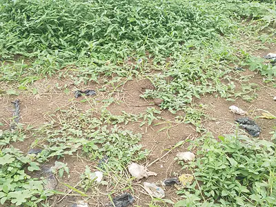 Prime Waterfront Residential Land — Banana Island, Ikoyi, Lagos