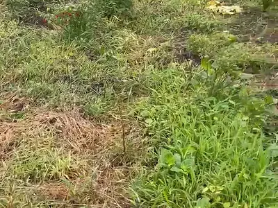 30 Acres of Land for Lease in Oyo State — 23 Ido, Ido, Oyo