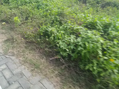 2000 SQM Plot with 9 Floors Approval — Off Turnbull Road, Ikoyi, Lagos