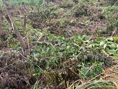 Standard Plot of Land at Olounda Akobo — Ibadan, Oyo