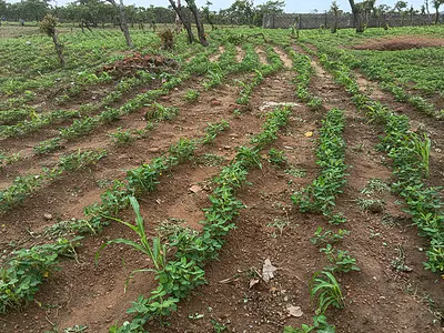 Residential Land — Dape, Abuja