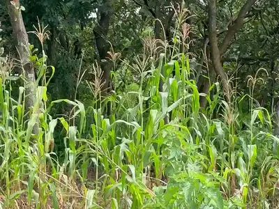 Land Plot — Life Camp, Abuja