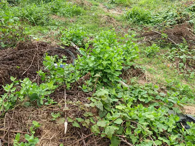 Residential Land — Ikeja, Lagos