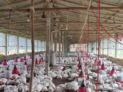 Commercial Land -Poultry Farm with Massive Buildings & Compound — Conraws Estate, Emene, Enugu, Enugu