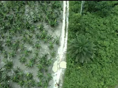 600 SQM of Plantain Farm, More Than 1 Acre Is Available — Itokin, Ijebu Ode, Ogun