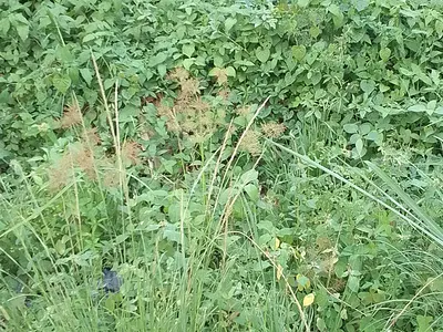 Dry Land — Ikeja, Lagos