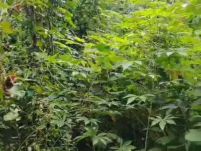 Over 200 Hectares of Land — Access Through Ikot Ekpene Road and Calabar Itu Road., Ibiono-Ibom, Akwa Ibom