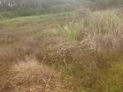 150 Farm Land Plots — Arochukwu, Abia