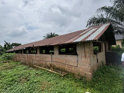 Pig Farm on Land — Isiukhukhu, Benin, Oredo, Edo