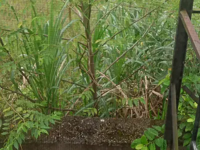 5200SQM Waterfront Land — Ikoyi, Lagos