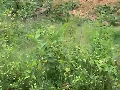 Standard Plot of Land — Off Igirigiri Road, Ado-Ekiti, Ekiti
