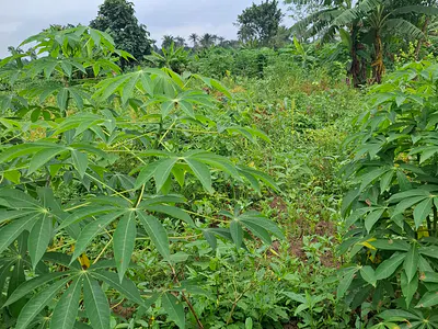 14 Acres Farmland for Agricultural Use — Ido, Oyo