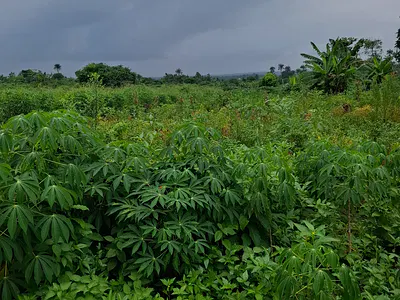 Farmland for Crop & Livestock Farming — Ibadan, Oyo