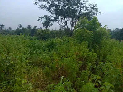 200,000 Acres of Agricultural Land — Araromi Oke-Odo, Ife South, Osun