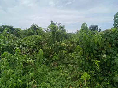 Prime Land in Igbogbo for ₦20M --- Secure Your Property — Igbogbo, Ikorodu, Ikorodu, Lagos