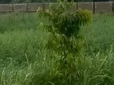 600 SQM of Land — Opebi, Ikeja, Lagos
