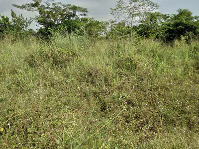 180 Acres of Prime Virgin Land — Badagry - Seme Expressway, Badagry, Lagos