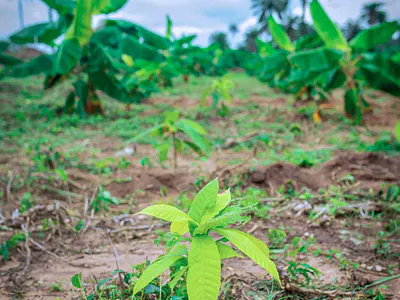 Cocoa Farmland, Build Your Agricultural Investment — Cocoa Republic, Closer to Sagamu Interchange, Obafemi Owode, Ogun