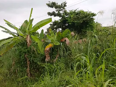 Land — Acme Road, Ogba, Ikeja, Lagos