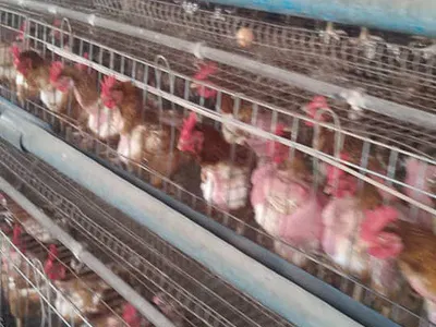 Commercial Farm Land with Bird Pen — Eruwa Road, Ido, Oyo