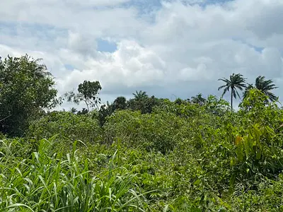 100acres of Farm Land — Ilesa Village Off Osogbo/Ilesa Road After Kajola, Osogbo, Osun