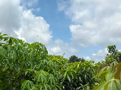 150 Acres of Farm Land — Oora Village After Apara Off Osogbo/Ilesa Road, Osogbo, Osun