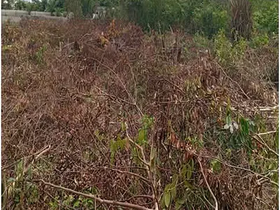 Farm Land — Igbesa, Agbara-Igbesa, Lagos