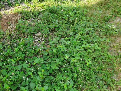 Opportunity Investment: Land — Victoria Island (VI), Lagos