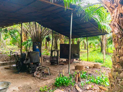 Earn From Agriculture via Owning Oil Palm Plantations — Odeda, Ogun