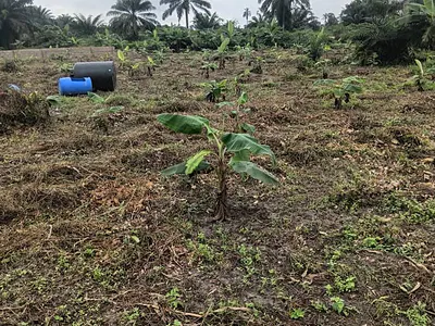 Earn From Plaintain and Palm Oil Farmland Without Lifting a Finger — Ijebu East, Ogun