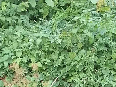 Well Located Land — Adeniyi Jones, Ikeja, Lagos