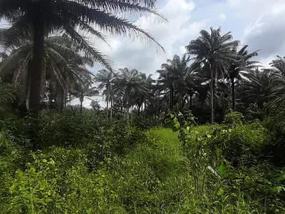 Eight Hectares of Land — Ikot Obio Ata Ibesikpo Assutan, Uyo, Akwa Ibom