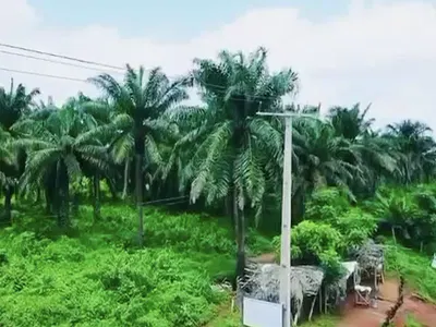 Plantation Land with Palm Trees and Fish — Agbara Atan Road, Atan Junction Ogun State, Agbara, Ado-Odo/Ota, Ogun