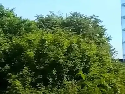 7000 Square Meters of Land Available. Video Available — Lekki Epe Express Way, Lekki, Lagos