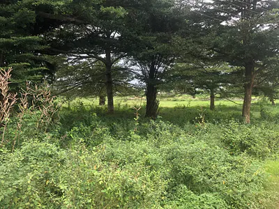 37 Acres of Land with C of O — Opic, Isheri North, Ogun