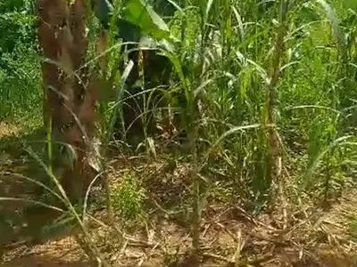 Half Plot of Dry Land — Magboro, Ogun