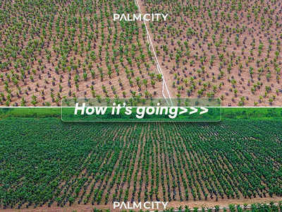 Palm Plantation Farm Land — Ogbomosho South, Oyo