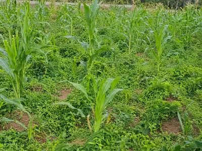 1000SQM Residential Land in an Estate — Caliphate Estate, Behind Valencia Estate, Galadimawa, Abuja
