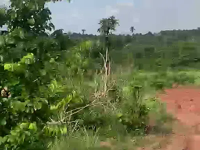 100 × 100 Land + 4 Trips of Sand — Iguodia Community (After Ekiadolor), Benin, Oredo, Edo