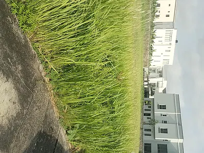 Prime 900 SQM Residential Land — Cowrie Creek Estate, Ikate, Lekki, Lagos